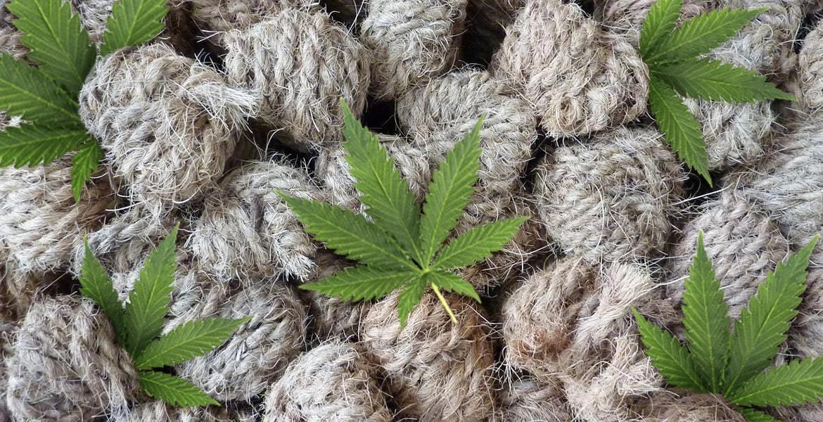 What Are the Uses of Hemp?