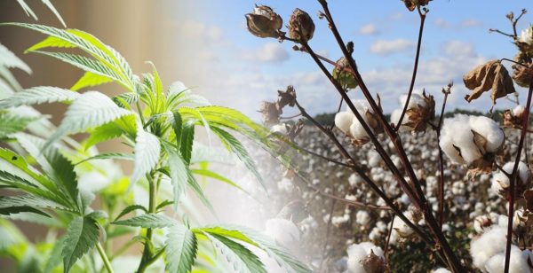 Hemp vs. Cotton: Is One Really Better Than the Other?