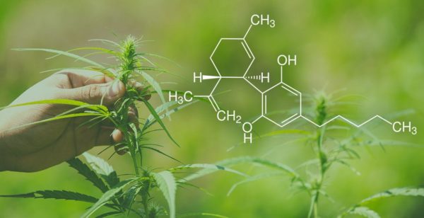 What Are Terpenes… And Do They Really Do Anything At All?