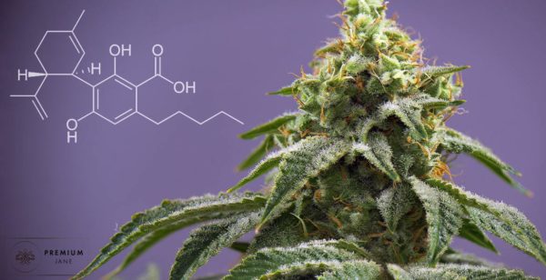 What Is CBDA - And Why Is It Such an Exciting New Hemp Compound?