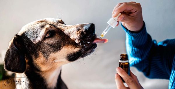 How to Get Your Dog to Take CBD